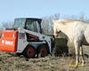 Bobcat S100 na farmě